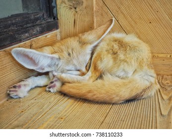 fennec fox is sleeping 
