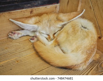 Fennec Fox is sleeping 