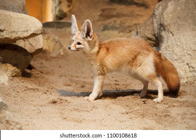 Fennec Fox Standing In The Desert