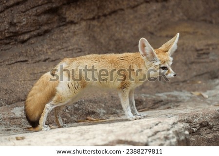 A fennec fox standing on a rocky ledge