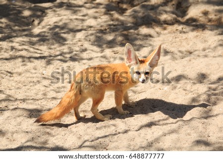 Fennec Fox, Vulpes zerda