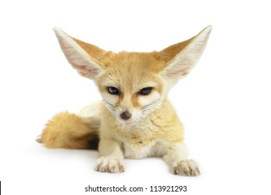 Fennec Fox Images Stock Photos Vectors Shutterstock