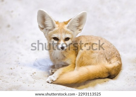 Fennec fox (Vulpes zerda) is a small crepuscular fox native to the deserts of North Africa