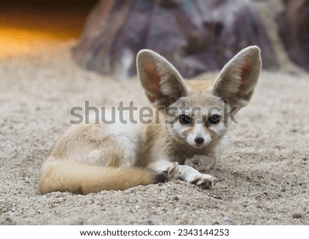 fennec fox (Vulpes zerda) is a small  fox  in the Sahara 