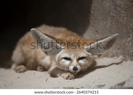 The Fennec Fox (Vulpes zerda) is a small fox native to the deserts of North Africa, ranging from Western Sahara and Mauritania to the Sinai Peninsula. 