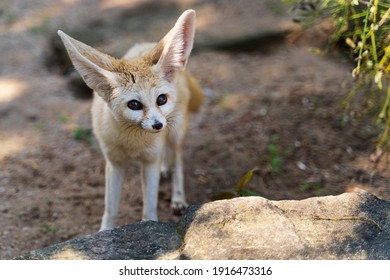 Animals Captivity Images Stock Photos Vectors Shutterstock