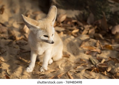 Fennec Fox In The Winter Sunlight At Sunset.
