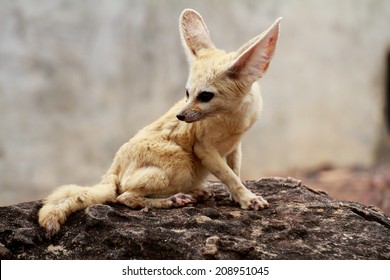 Fennec Fox In The Zoo In Thailand