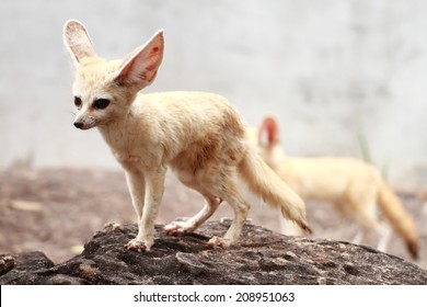 Fennec Fox In The Zoo In Thailand