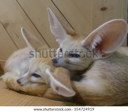 Fennec Foxes cuddling 