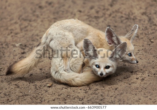 Fennec Foxes Vulpes Zerda Have Sex Stock Photo Edit Now