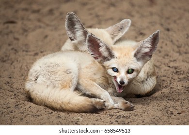 Fennec Foxes Vulpes Zerda Wildlife Animal Stock Photo (Edit Now) 658549513