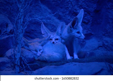 The Fennec (Vulpes Zerda), Feneco Or Desert Fox In The Night