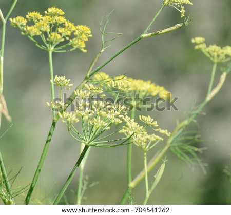 Image, Stock Photo fennel blossom Food