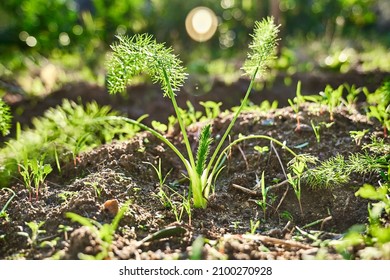Fennel Bulb growing in the soil. Young plant of Foeniculum vulgare azoricum. Florence or bulbing fennel. Gardening background. Sostenible Horticulture