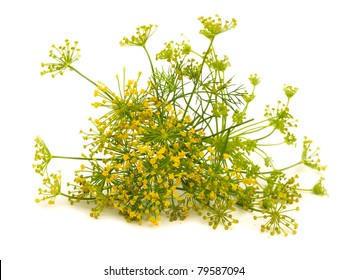 Fennel Flower Isolated On The White