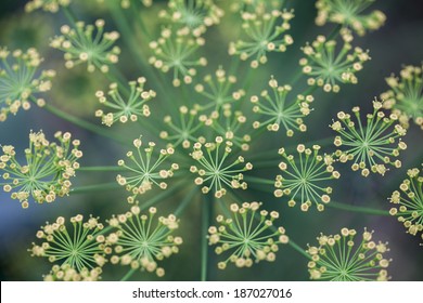 Fennel (Foeniculum Vulgare)