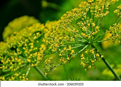 Fennel (Foeniculum Vulgare)