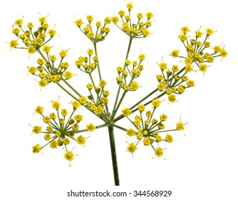 Fennel; Foeniculum Vulgare