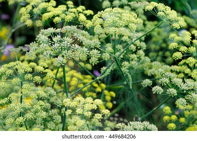 Fennel, Foeniculum Vulgare