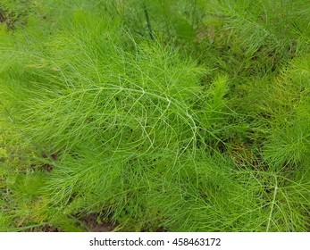 Fennel; Foeniculum, Vulgare