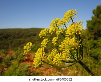 Fennel (Foeniculum Vulgare) Flower