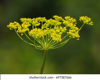 Fennel (Foeniculum Vulgare) Flower