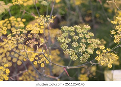 Fennel (Foeniculum vulgare) is a flowering plant species in the carrot family. It is a hardy, perennial herb with yellow flowers and feathery leaves - Powered by Shutterstock