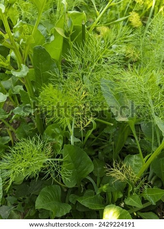 Fennel green , Ferula Communise, growing vegetables, The best companion plants to grow with dill, growing vegetables ,in a vegepod ,flower blub planter,dill plant with a thin green leaves, wallpaper,