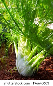 Fennel Growing In The Flowerbed 