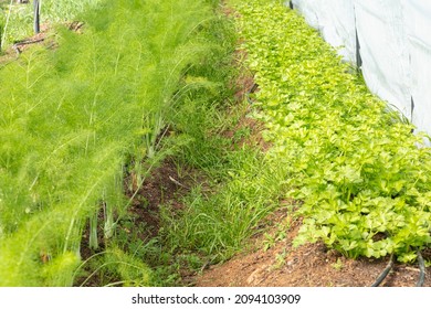 Fennel Growing In A Greenhouse