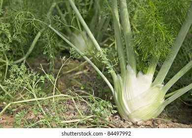 Fennel Growing In A Greenhouse