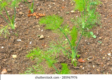 Fennel Growing In A Vegetable Plot