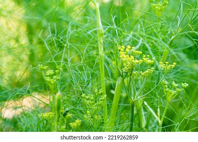 Fennel Herb Leaves Close Up With Yellow Flower