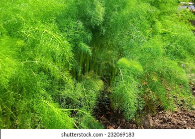 Fennel Plant 