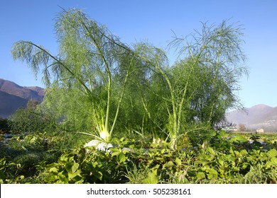 Fennel Plant In A Field Against Blue Skies