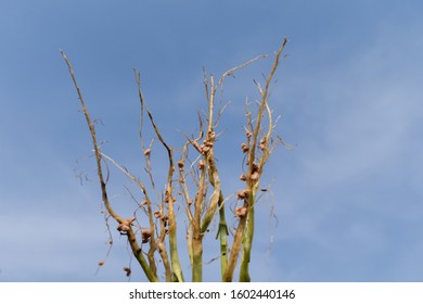 Fenugreek (Trigonella Foenum Graecum) Roots Isolated. Root Nodules on The roots of Plant. Primarily Legumes, That Form A Symbiosis With Nitrogen Fixing Bacteria. 