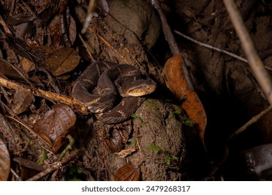 The fer de lance, deadliest snake in the Americas ambushing.