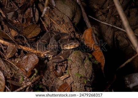The fer de lance, deadliest snake in the Americas ambushing.