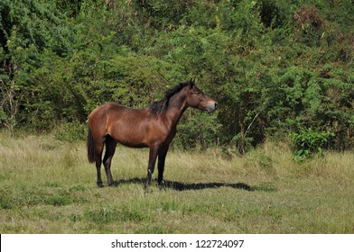 Feral Bay Horse Standing At Alert Against Green Vegetation Of Vieques, Puerto Rico