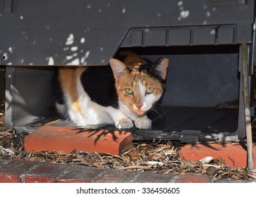 Feral Calico Cat