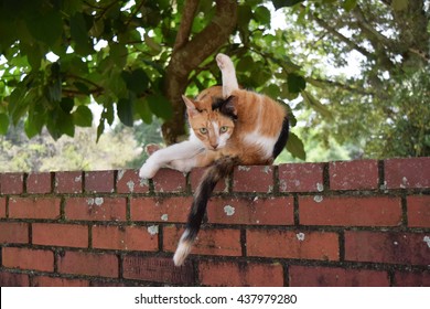 Feral Calico Cat Looking Guilty When Caught Chewing His Tail