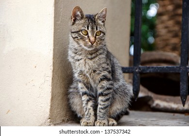 Feral Cat In Athens, Greece