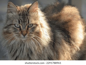 Feral cat with beautiful colors - Powered by Shutterstock