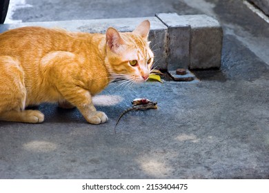 Feral cat caught a lizard and eats with appetite. Cat lovers should not forget that cats are ruthless predators, and not turn them into cute fun