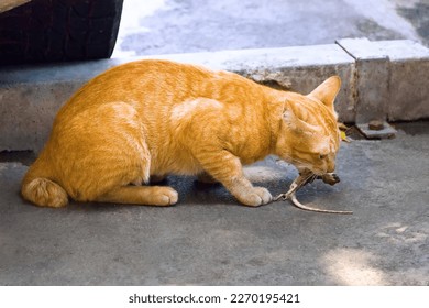 Feral cat caught lizard and eats with appetite. Cat lovers should not forget that cats are ruthless predators, and not turn them into cute fun. Upbringing according to one's desires brings suffering