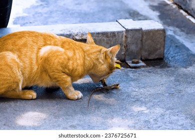 Feral cat caught a lizard and eats with appetite. Cat lovers should not forget that cats are ruthless predators, and not turn them into cute fun