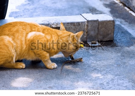 Feral cat caught a lizard and eats with appetite. Cat lovers should not forget that cats are ruthless predators, and not turn them into cute fun