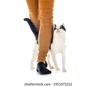 feral cat in front of white background - Powered by Shutterstock