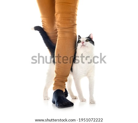 feral cat in front of white background